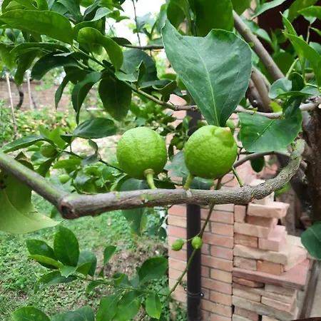 Glamping Marche Nascoste Tenda E Intero