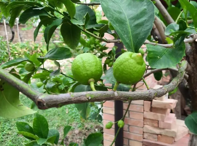 Glamping Marche Nascoste Tenda E Intero